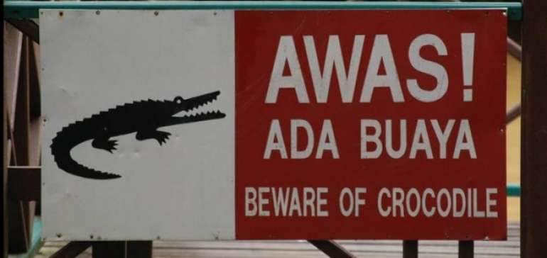 BKSDA Riau Pasang Peringatan Waspada Buaya Di Tepian Sungai Siak Pekanbaru